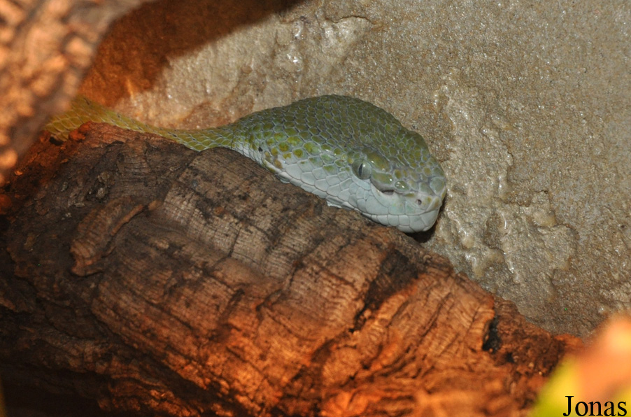 Trimeresurus hageni