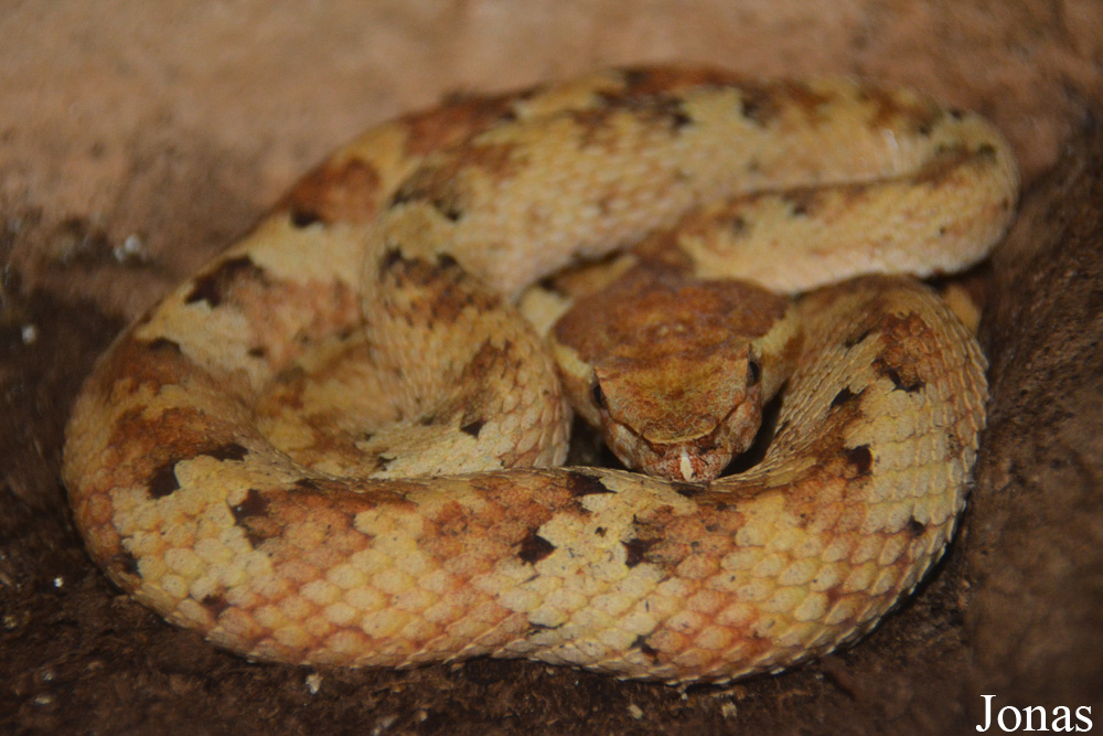 Trimeresurus puniceus