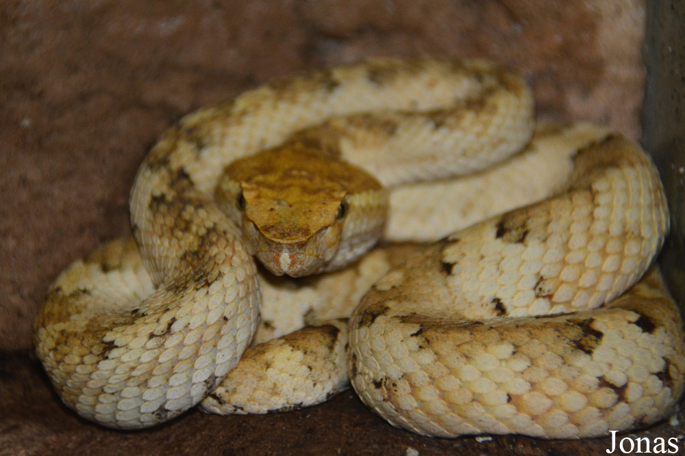 Trimeresurus puniceus