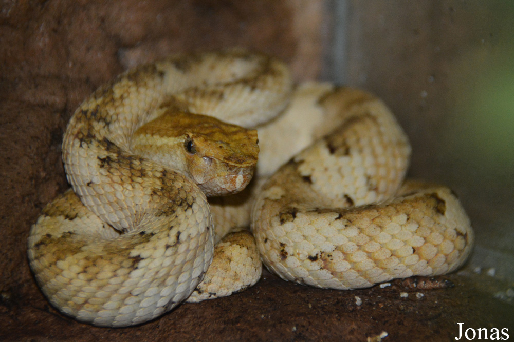 Trimeresurus puniceus