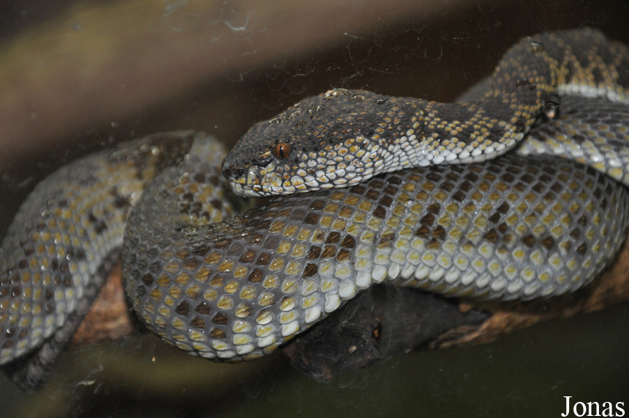 Trimeresurus purpureomaculatus