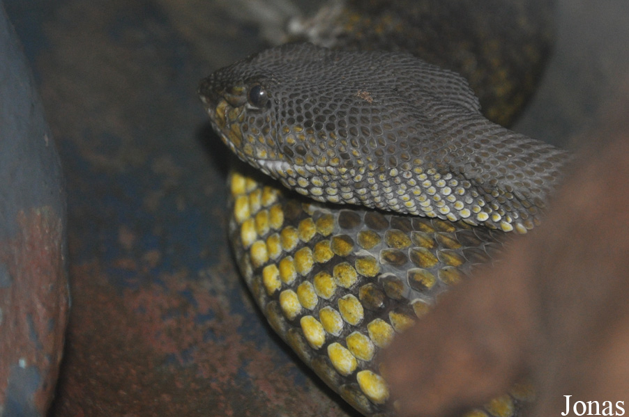 Trimeresurus purpureomaculatus