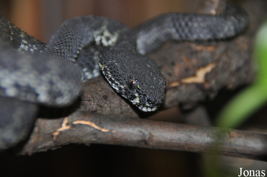 Trimeresurus purpureomaculatus