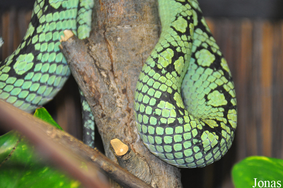 Trimeresurus trigonocephalus