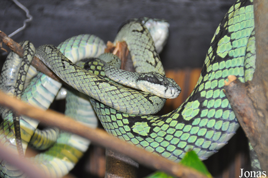 Trimeresurus trigonocephalus