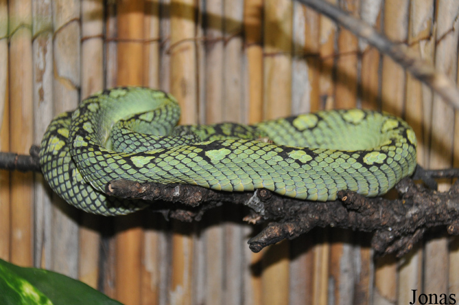 Trimeresurus trigonocephalus