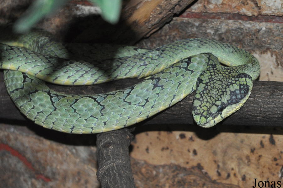 Trimeresurus trigonocephalus