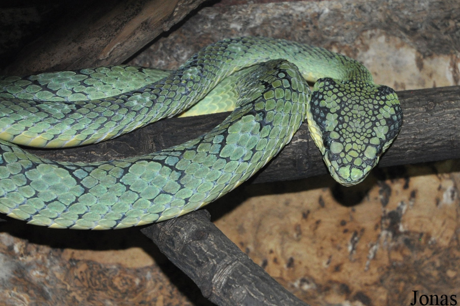 Trimeresurus trigonocephalus