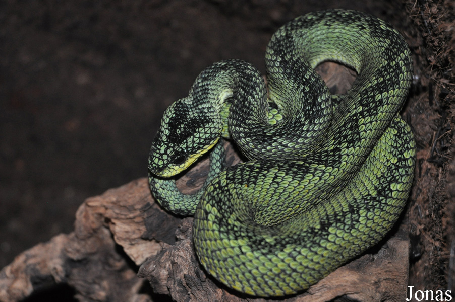 Atheris nitschei