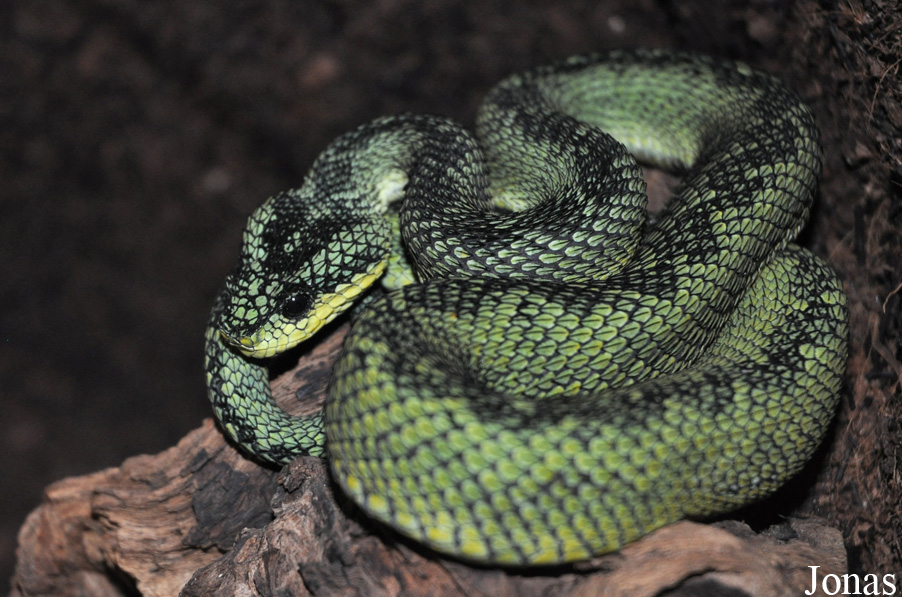 Atheris nitschei
