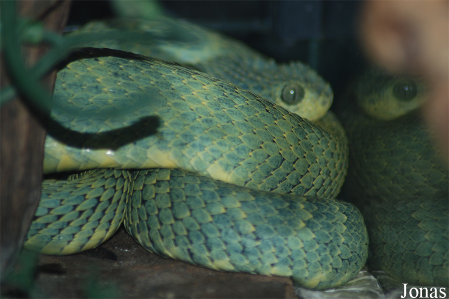 Atheris squamigera