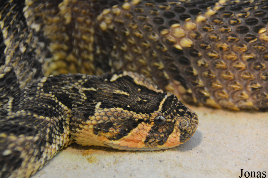 Bitis arietans