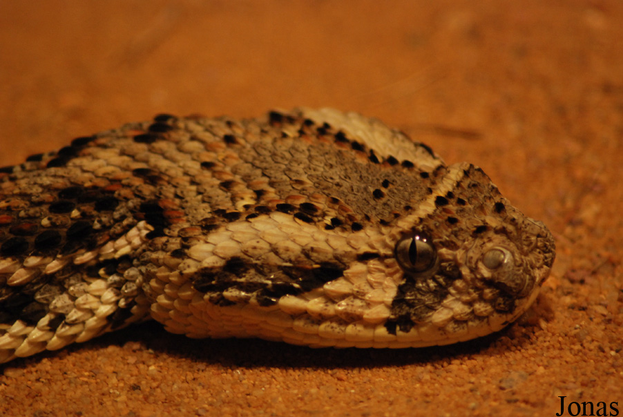 Bitis arietans