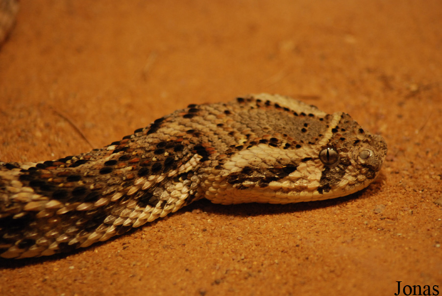 Bitis arietans