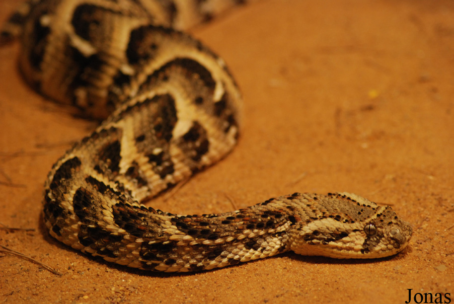 Bitis arietans
