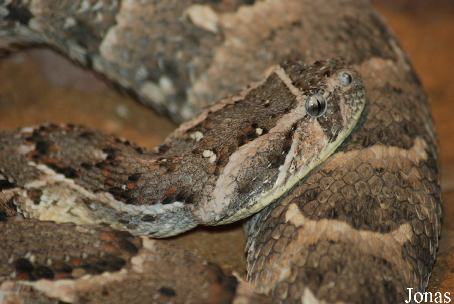 Bitis arietans