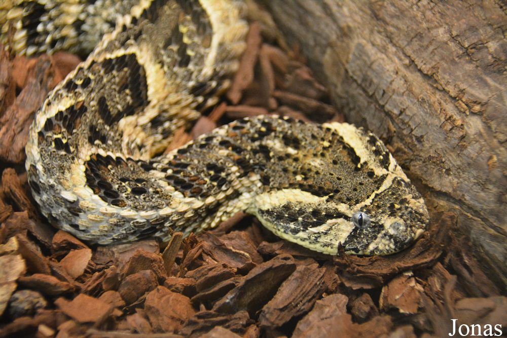 Bitis arietans