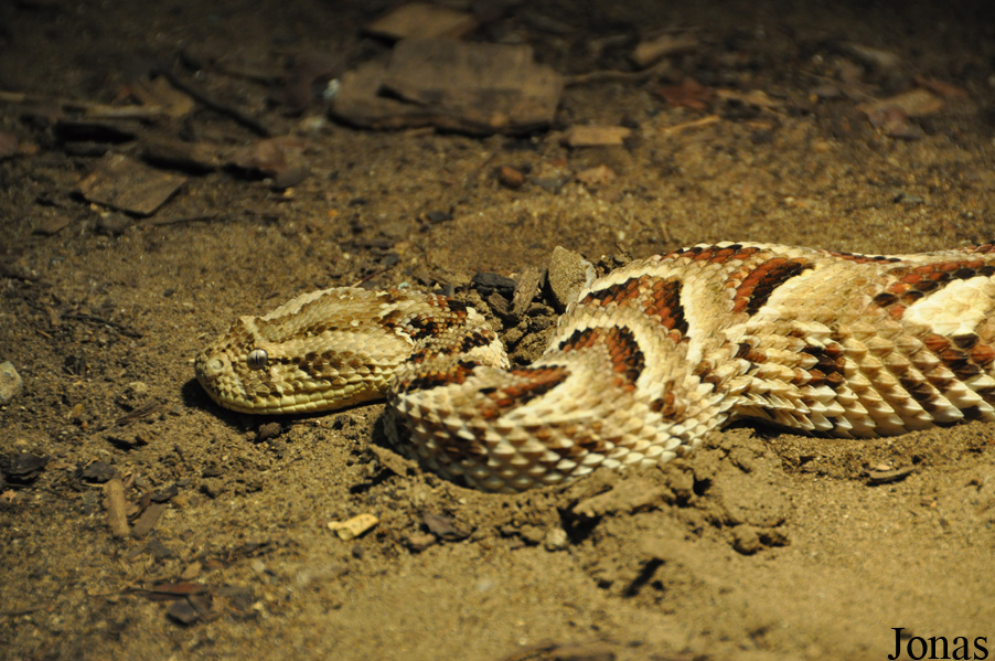 Bitis arietans