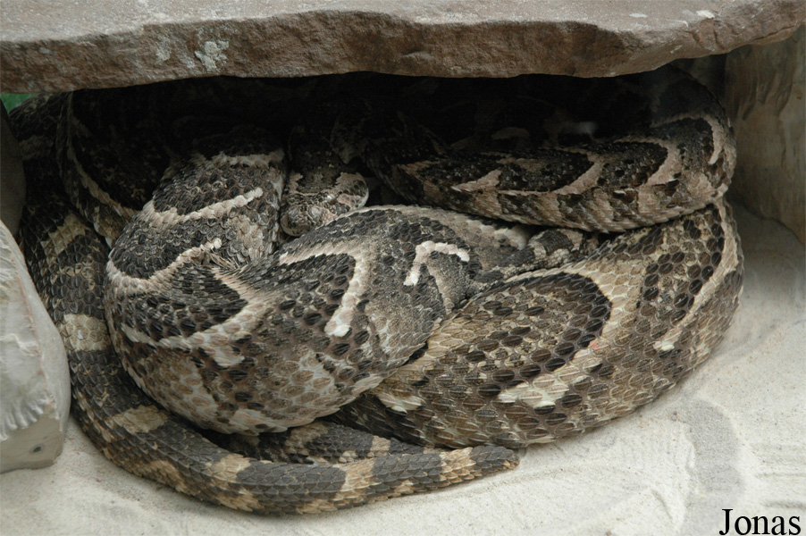 Bitis arietans