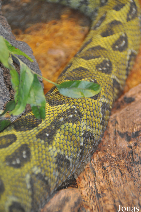 Bitis parviocula
