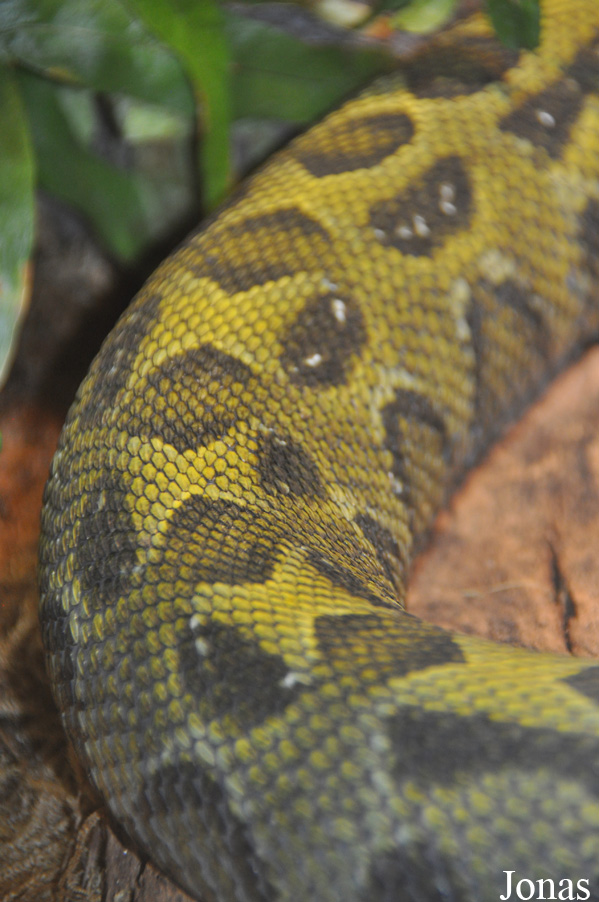 Bitis parviocula