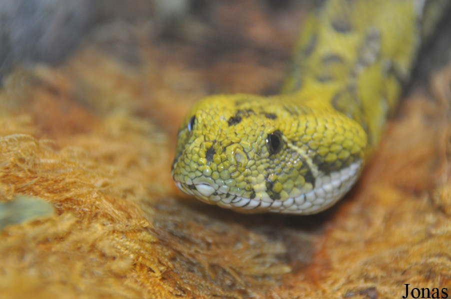 Bitis parviocula