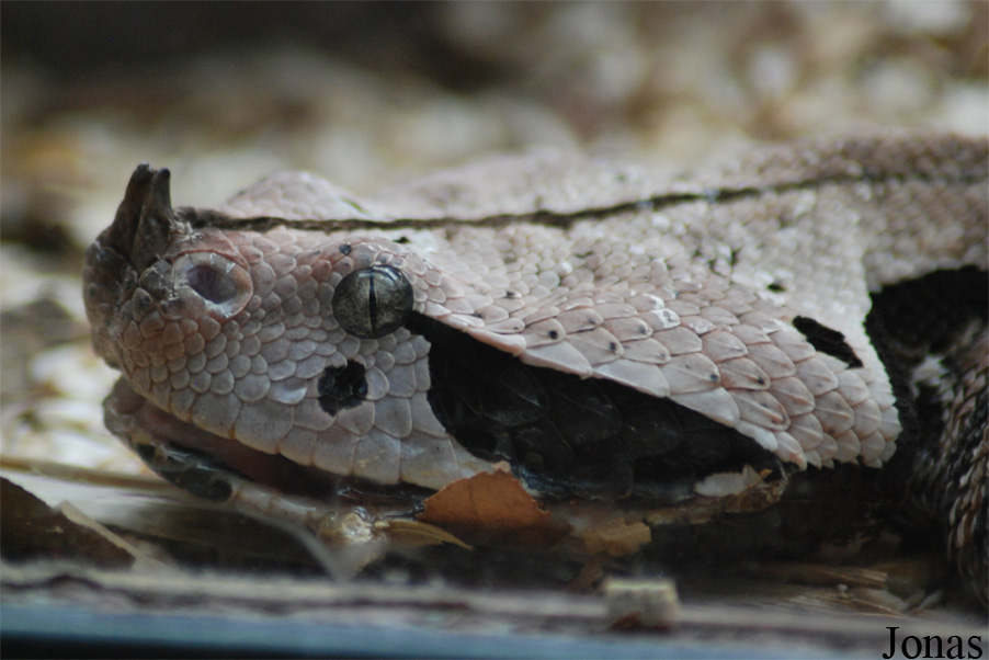 Bitis rhinoceros