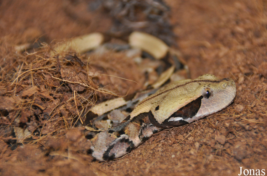 Bitis rhinoceros