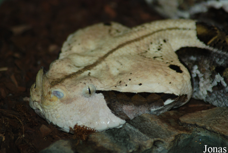 Bitis rhinoceros