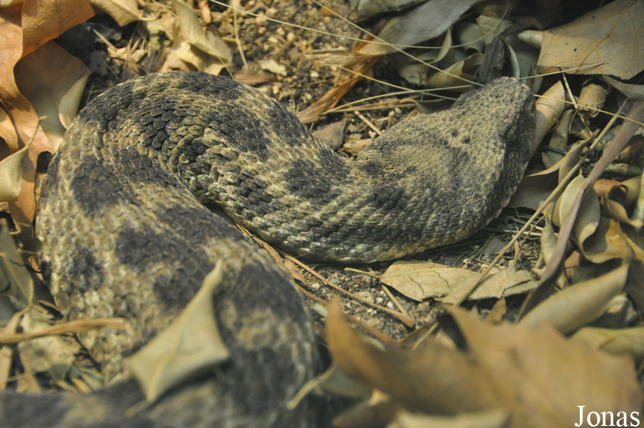 Daboia mauritanica