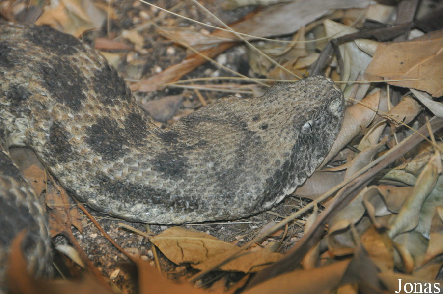 Daboia mauritanica