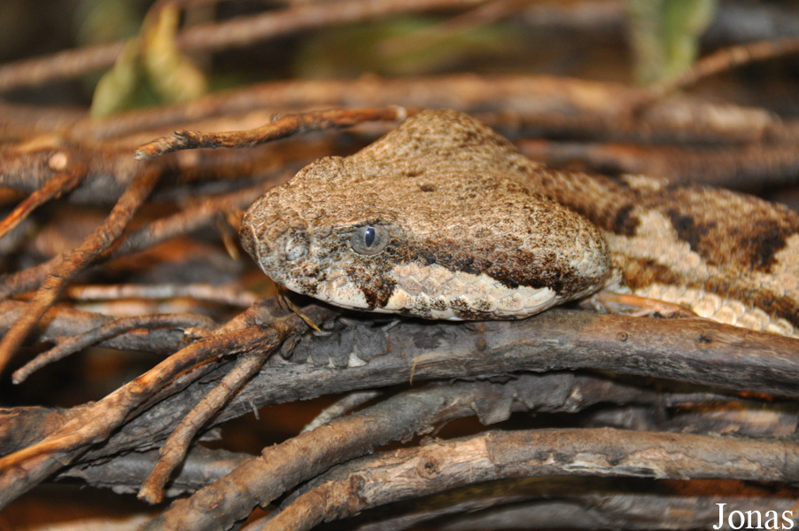 Daboia mauritanica