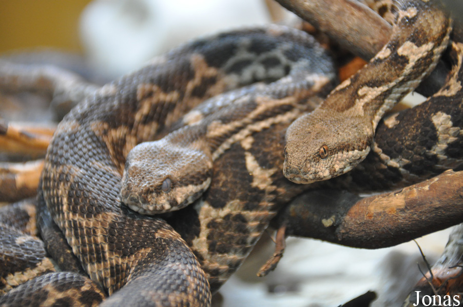 Daboia mauritanica