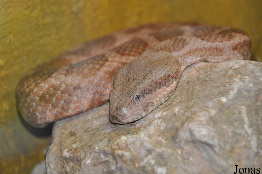 Daboia mauritanica