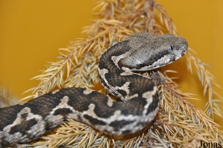 Daboia mauritanica