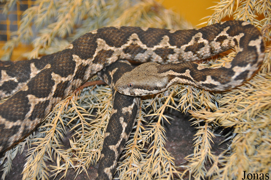 Daboia mauritanica