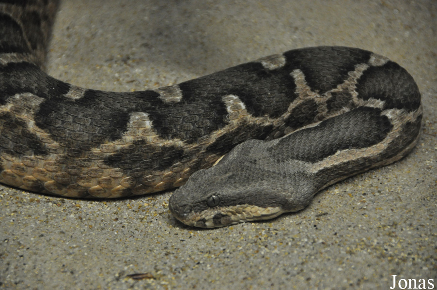 Daboia mauritanica