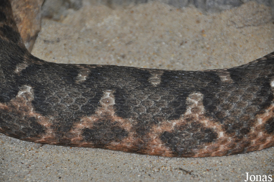 Daboia mauritanica