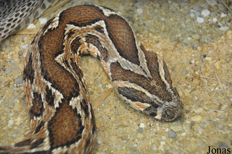 Daboia palaestinae