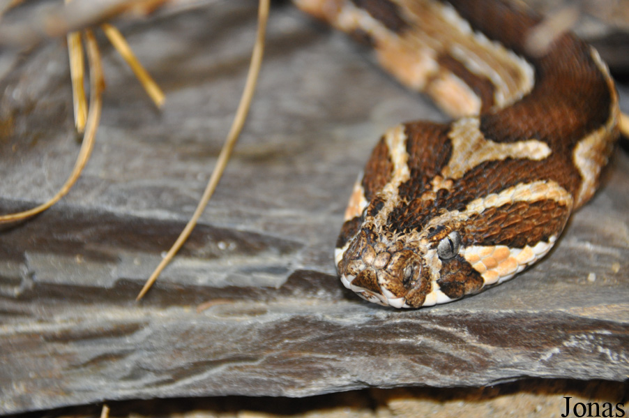 Daboia palaestinae