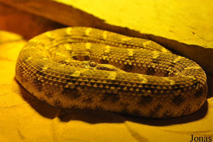 Echis carinatus