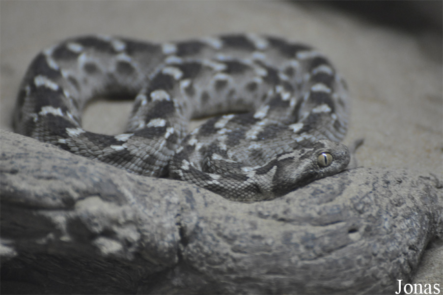 Echis carinatus
