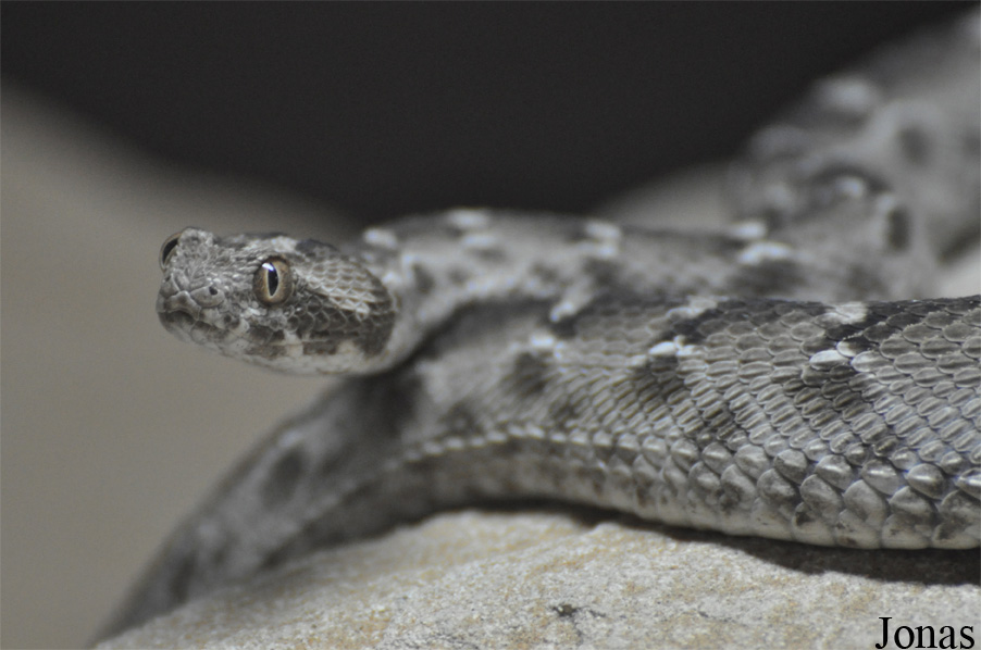 Echis carinatus