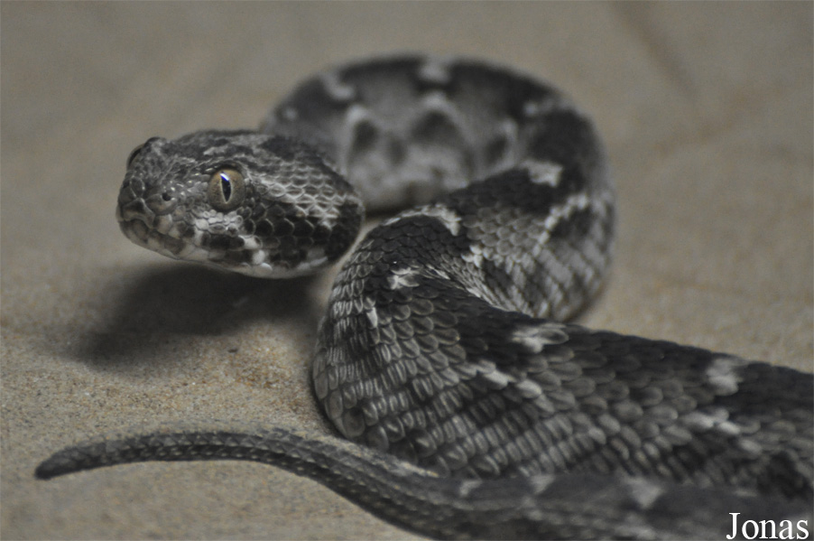 Echis carinatus