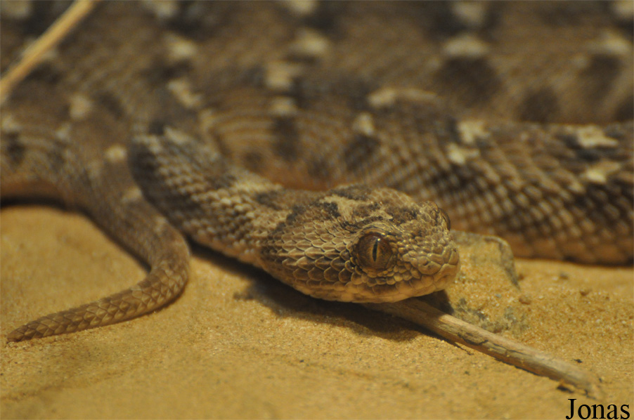 Echis carinatus