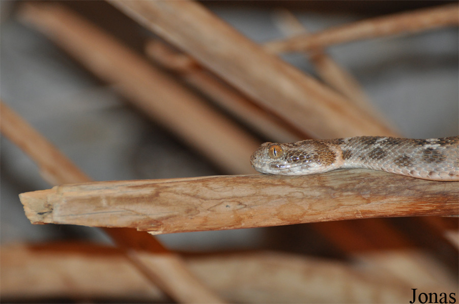Echis carinatus