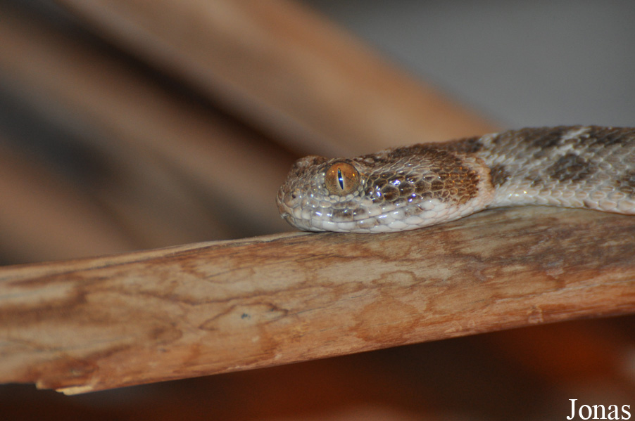 Echis carinatus