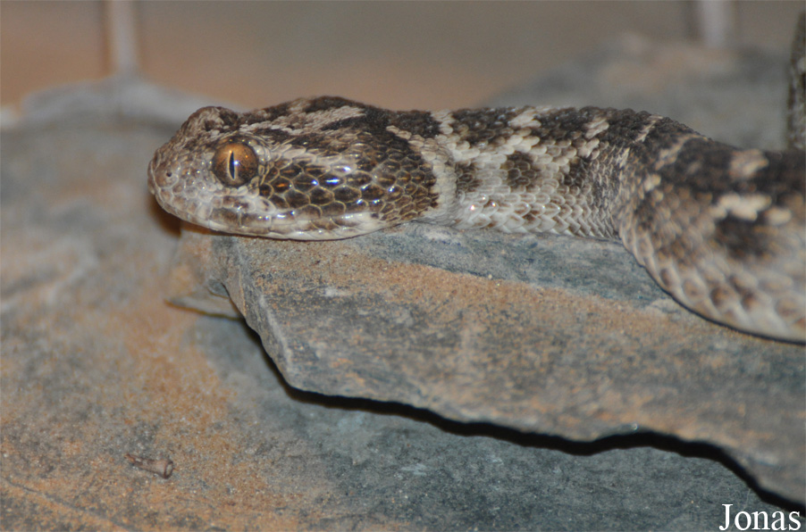 Echis carinatus