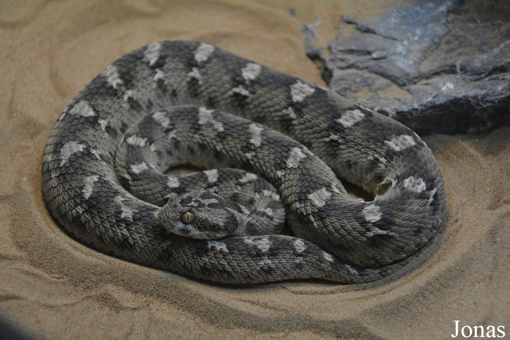 Echis carinatus