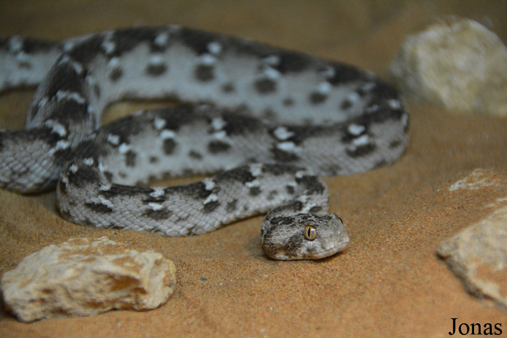 Echis carinatus